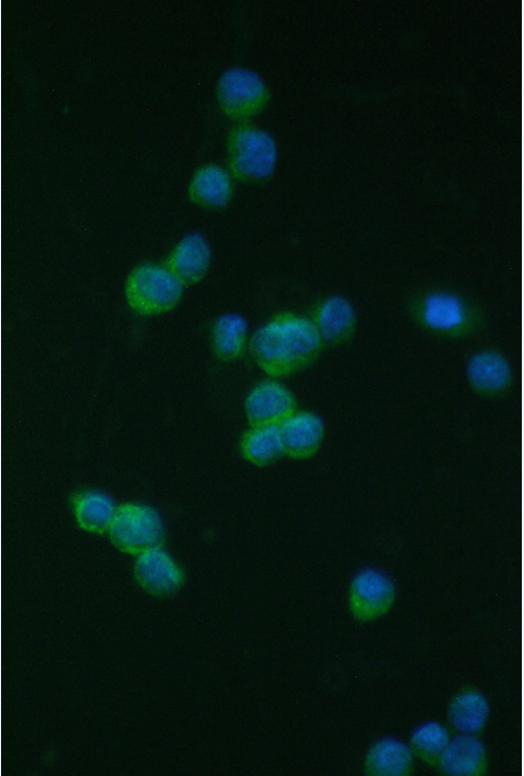 ITGB2 / CD18 Antibody - IF analysis of CD18/ITGB2 using anti-CD18/ITGB2 antibody. CD18/ITGB2 was detected in immunocytochemical section of THP-1 cell. Enzyme antigen retrieval was performed using IHC enzyme antigen retrieval reagent for 15 mins. The tissue section was blocked with 10% goat serum. The tissue section was then incubated with 2µg/mL rabbit anti-CD18/ITGB2 Antibody overnight at 4°C. DyLight®488 Conjugated Goat Anti-Rabbit IgG was used as secondary antibody at 1:100 dilution and incubated for 30 minutes at 37°C. The section was counterstained with DAPI. Visualize using a fluorescence microscope and filter sets appropriate for the label used.