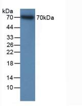 ITGB2 / CD18 Antibody - Western Blot; Sample: Recombinant ITGb2, Human.