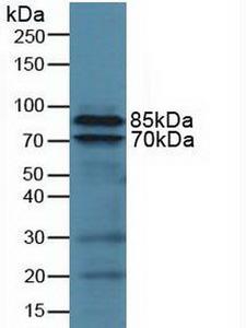 ITGB2 / CD18 Antibody - Western Blot; Sample: Human U937 Cells.