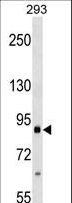 ITGB2 / CD18 Antibody - ITGB2 Antibody western blot of 293 cell line lysates (35 ug/lane). The ITGB2 antibody detected the ITGB2 protein (arrow).