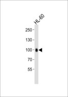 ITGB2 / CD18 Antibody - Western blot of lysate from HL-60 cell line, using ITGB2 Antibody. Antibody was diluted at 1:1000. A goat anti-mouse IgG H&L (HRP) at 1:3000 dilution was used as the secondary antibody. Lysate at 35ug.