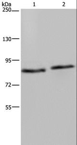 ITGB2 / CD18 Antibody - Western blot analysis of 293T and K562 cell, using ITGB2 Polyclonal Antibody at dilution of 1:600.