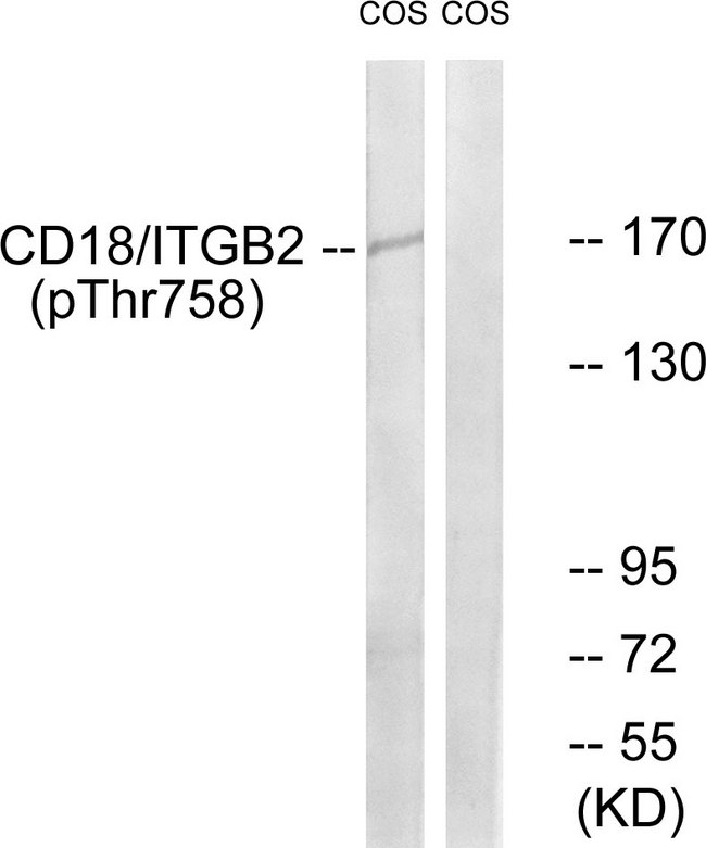 ITGB2 / CD18 Antibody - Western blot analysis of lysates from COS7 cells treated with EGF 200ng/ml 30', using CD18/ITGB2 (Phospho-Thr758) Antibody. The lane on the right is blocked with the phospho peptide.