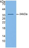 ITGB3 / Integrin Beta 3 / CD61 Antibody - Western Blot; Sample: Recombinant ITGb3, Human.
