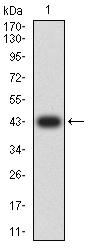 ITGB3 / Integrin Beta 3 / CD61 Antibody - Western blot analysis using CD61 mAb against human CD61 (AA: extra 27-179) recombinant protein. (Expected MW is 43 kDa)