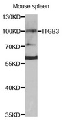 ITGB3 / Integrin Beta 3 / CD61 Antibody - Western blot analysis of extracts of mouse spleen cells.