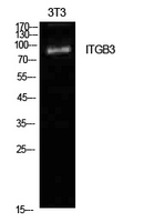 ITGB3 / Integrin Beta 3 / CD61 Antibody - Western Blot analysis of extracts from NIH-3T3 cells using ITGB3 Antibody.