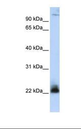 ITGB3BP Antibody - MCF7 cell lysate. Antibody concentration: 1.0 ug/ml. Gel concentration: 12%.  This image was taken for the unconjugated form of this product. Other forms have not been tested.