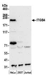 ITGB4 / Integrin Beta 4 Antibody - Detection of human ITGB4 by western blot. Samples: Whole cell lysate (50 µg) from HeLa, HEK293T, and Jurkat cells prepared using NETN lysis buffer. Antibody: Affinity purified rabbit anti-ITGB4 antibody used for WB at 0.1 µg/ml. Detection: Chemiluminescence with an exposure time of 3 minutes.