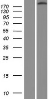 ITGB4 / Integrin Beta 4 Protein - Western validation with an anti-DDK antibody * L: Control HEK293 lysate R: Over-expression lysate
