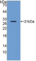 ITGB5 / Integrin Beta 5 Antibody - Western Blot; Sample: Recombinant ITGb5, Mouse.