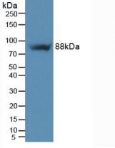 ITGB5 / Integrin Beta 5 Antibody - Western Blot; Sample: Mouse Heart Tissue.