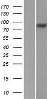 ITGB5 / Integrin Beta 5 Protein - Western validation with an anti-DDK antibody * L: Control HEK293 lysate R: Over-expression lysate