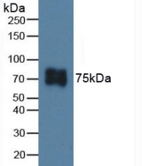 ITGB6 / Integrin Beta 6 Antibody - Western Blot; Sample: Porcine Skin Tissue.