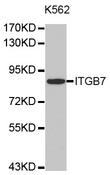 ITGB7 / Integrin Beta 7 Antibody - Western blot analysis of extracts of K-562 cell line, using ITGB7 Antibody.