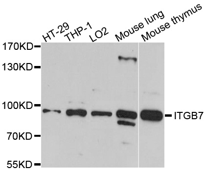 ITGB7 / Integrin Beta 7 Antibody - Western blot analysis of extracts of various cells.