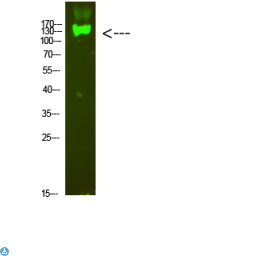 ITGB7 / Integrin Beta 7 Antibody - Western Blot analysis of mouse-heart cells using primary antibody diluted at 1:1000 (4°C overnight). Secondary antibody:Goat Anti-rabbit IgG IRDye 800 (diluted at 1:5000, 25°C, 1 hour).