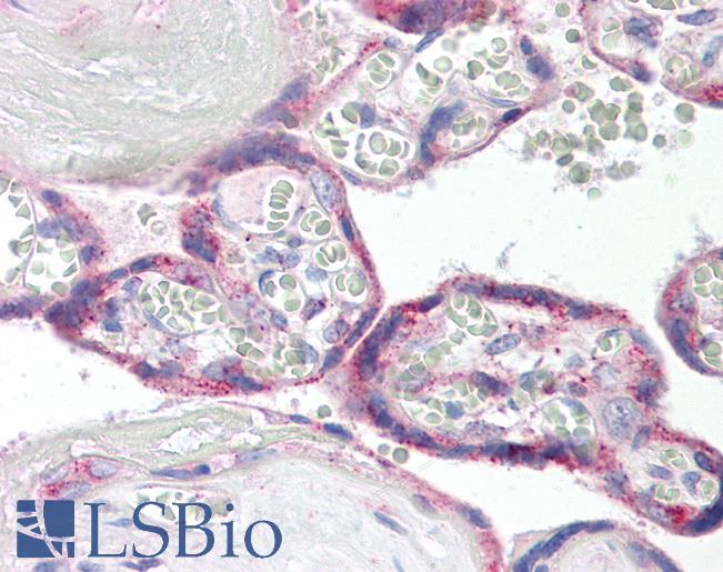 ITGB8 / Integrin Beta 8 Antibody - Anti-ITGB8 / Integrin Beta 8 antibody IHC of human placenta. Immunohistochemistry of formalin-fixed, paraffin-embedded tissue after heat-induced antigen retrieval. Antibody dilution 5-10 ug/ml.
