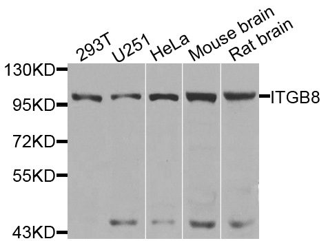 ITGB8 / Integrin Beta 8 Antibody - Western blot analysis of extracts of various cells.
