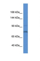 ITIH1 Antibody - ITIH1 antibody Western blot of Mouse Liver lysate. Antibody concentration 1 ug/ml. This image was taken for the unconjugated form of this product. Other forms have not been tested.