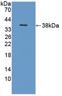 ITIH1 Antibody - Western Blot; Sample: Recombinant ITIH1, Human.