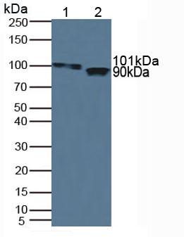 ITIH1 Antibody - Western Blot; Sample: Lane1: Human Serum; Lane2: Porcine Heart Tissue.