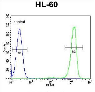 ITIH1 Antibody - ITIH1 Antibody flow cytometry of HL-60 cells (right histogram) compared to a negative control cell (left histogram). FITC-conjugated goat-anti-rabbit secondary antibodies were used for the analysis.