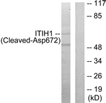ITIH1 Antibody - Western blot of extracts from Jurkat cells, treated with etoposide 25 uM 24h, using ITIH1 (Cleaved-Asp672) Antibody. The lane on the right is treated with the synthesized peptide.