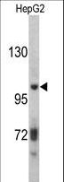ITIH2 Antibody - Western blot of ITIH2 antibody in HepG2 cell line lysates (35 ug/lane). ITIH2 (arrow) was detected using the purified antibody.