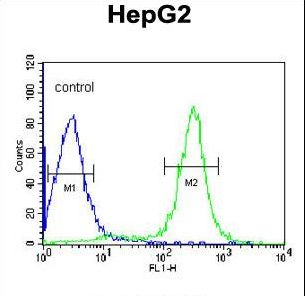 ITIH2 Antibody - ITIH2 Antibody flow cytometry of HepG2 cells (right histogram) compared to a negative control cell (left histogram). FITC-conjugated goat-anti-rabbit secondary antibodies were used for the analysis.