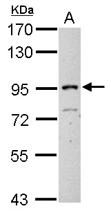 ITIH3 Antibody - Sample (30 ug of whole cell lysate). A: BCL-1. 7.5% SDS PAGE. ITIH3 antibody diluted at 1:1000.
