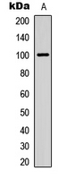 ITIH3 Antibody - Western blot analysis of ITIH3 expression in HEK293T (A) whole cell lysates.