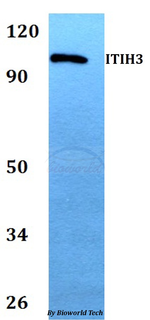 ITIH3 Antibody - Western blot of ITIH3 antibody at 1:500 dilution. Lane 1: HEK293T whole cell lysate.