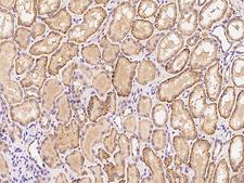 ITIH3 Antibody - Immunochemical staining of human ITIH3 in human kidney with rabbit polyclonal antibody at 1:100 dilution, formalin-fixed paraffin embedded sections.