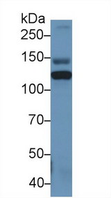ITIH4 Antibody - Western Blot; Sample: Rat Serum; Primary Ab: 1µg/ml Rabbit Anti-Human ITIH4 Antibody Second Ab: 0.2µg/mL HRP-Linked Caprine Anti-Rabbit IgG Polyclonal Antibody