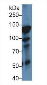 ITIH4 Antibody - Western Blot; Sample: Rat Lung lysate; Primary Ab: 1µg/ml Rabbit Anti-Rat ITIH4 Antibody Second Ab: 0.2µg/mL HRP-Linked Caprine Anti-Rabbit IgG Polyclonal Antibody