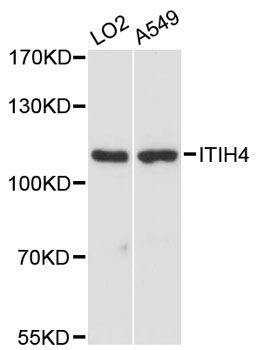 ITIH4 Antibody - Western blot analysis of extracts of various cell lines, using ITIH4 antibody at 1:3000 dilution. The secondary antibody used was an HRP Goat Anti-Rabbit IgG (H+L) at 1:10000 dilution. Lysates were loaded 25ug per lane and 3% nonfat dry milk in TBST was used for blocking. An ECL Kit was used for detection and the exposure time was 10s.