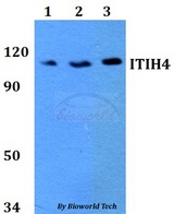 ITIH4 Antibody - Western blot of ITIH4 antibody at 1:500 dilution. Lane 1: HEK293T whole cell lysate. Lane 2: Raw264.7 whole cell lysate. Lane 3: PC12 whole cell lysate.