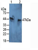 ITIH5 Antibody - Western Blot; Sample. Lane1: Mouse Heart Tissue; Lane2: Mouse Kidney Tissue.