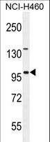 ITIH5 Antibody - ITIH5 Antibody western blot of NCI-H460 cell line lysates (35 ug/lane). The ITIH5 antibody detected the ITIH5 protein (arrow).