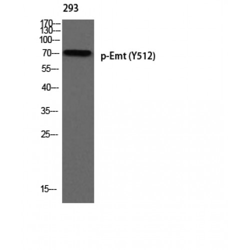 ITK / EMT Antibody - Western blot of Phospho-Emt (Y512) antibody