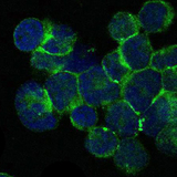 ITK / EMT Antibody - Immunofluorescence of Jurkat cells using ITK mouse monoclonal antibody (green). Blue: DRAQ5 fluorescent DNA dye.