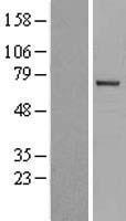 ITK / EMT Protein - Western validation with an anti-DDK antibody * L: Control HEK293 lysate R: Over-expression lysate