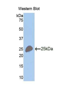 ITLN1 / Omentin Antibody - Western blot of recombinant ITLN1 / Omentin.  This image was taken for the unconjugated form of this product. Other forms have not been tested.