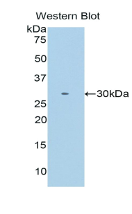 ITLN1 / Omentin Antibody - Western blot of recombinant ITLN1 / Omentin.  This image was taken for the unconjugated form of this product. Other forms have not been tested.