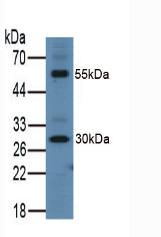 ITLN1 / Omentin Antibody - Western Blot; Sample: Mouse Lung Tissue.