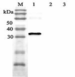 ITLN1 / Omentin Antibody - Western blot analysis using anti-Omentin (human), pAb at 1:2000 dilution. 1: Human Omentin (His-tagged). 2: Human Nampt (His-tagged) (negative control). 3: Human Clusterin (His-tagged) (negative control).