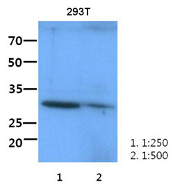 ITLN1 / Omentin Antibody - Western Blot: The lysate of 293T (60 ug) were resolved by SDS-PAGE, transferred to PVDF membrane and probed with anti-human ITLN1 antibody(1:250-1:500). Proteins were visualized using a goat anti-mouse secondary antibody conjugated to HRP and an ECL detection system.