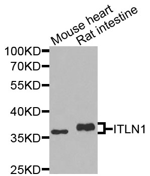 ITLN1 / Omentin Antibody - Western blot analysis of extracts of various cells.