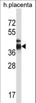 ITLN2 / Intelectin 2 Antibody - ITLN2 Antibody western blot of human placenta tissue lysates (35 ug/lane). The ITLN2 antibody detected the ITLN2 protein (arrow).
